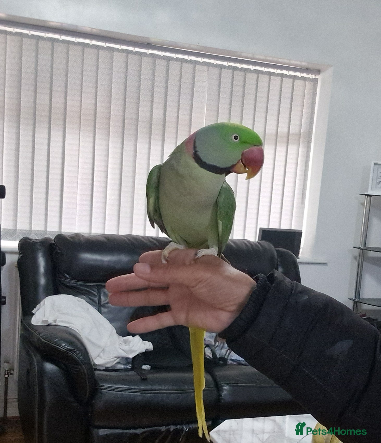 Parrots birds Super Tamed Alexanderian Parrot for sale - Advert 17