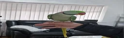 Parrots birds for sale: Super Tamed Alexanderian Parrot for sale - Advert 14