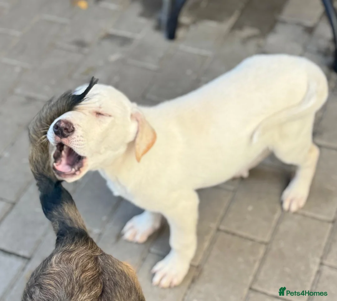 Mixed Breed dogs for adoption: 🐾 JACK – Gentle Soul with the Sweetest Eyes - Advert 13