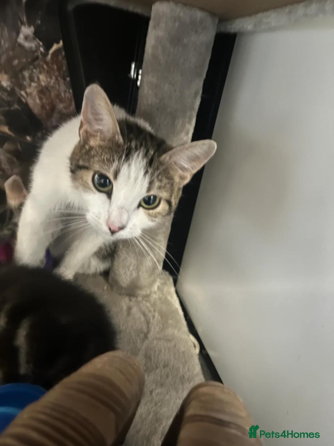 Mixed Breed cats for sale: Stunning 8 week old Mixed Breed Female kittens - Advert 19