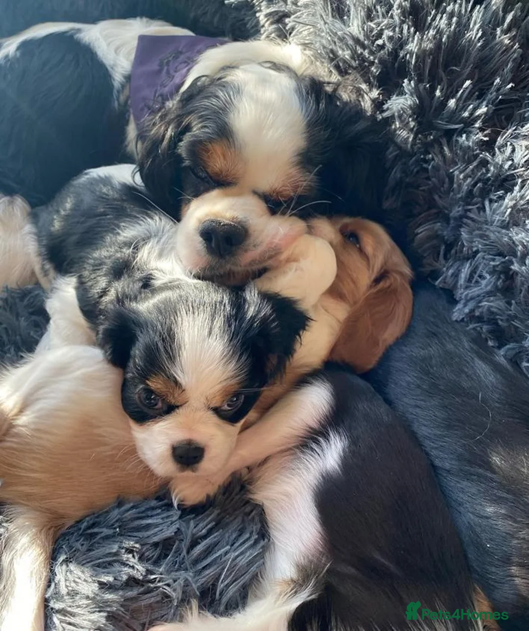 Cavalier King Charles Spaniel dogs for sale: Perfect Family-Raised Cavalier King Charles pups - Advert 2