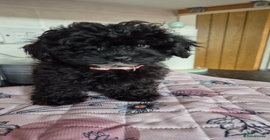 Toy Poodle dogs - Advert 16