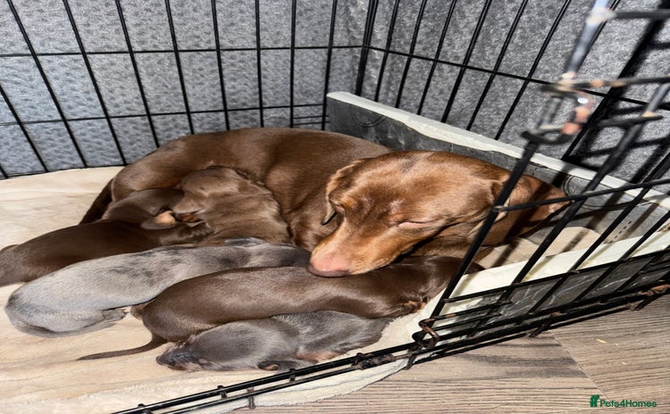 Dachshund dogs STUNNING dashaunds!!  - Advert 2