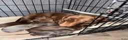Dachshund dogs for sale: STUNNING dashaunds!!  - Advert 1