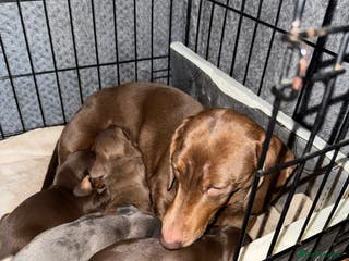 Dachshund dogs STUNNING dashaunds!! - Advert 3