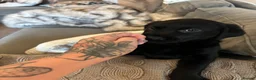 Labrador Retriever dogs for sale: Labrador puppies  - Advert 14