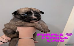 Shepsky dogs for sale: 7 Beautiful Shepsky pups for sale (3 boys 4 girls) - Image 16