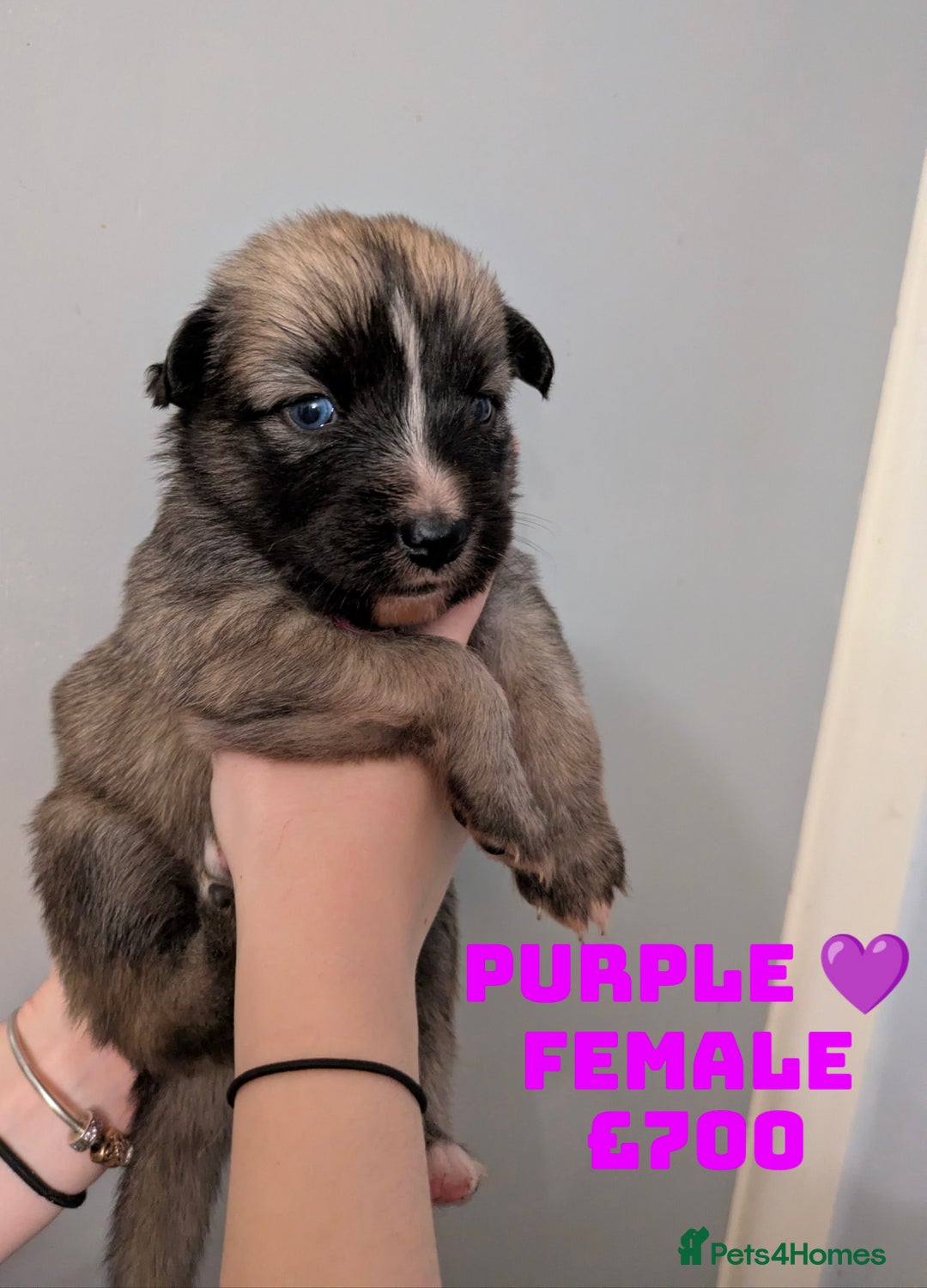 Shepsky dogs for sale: 7 Beautiful Shepsky pups for sale (3 boys 4 girls) - Image 16