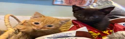 Mixed Breed cats for sale: Kittens  - Advert 1