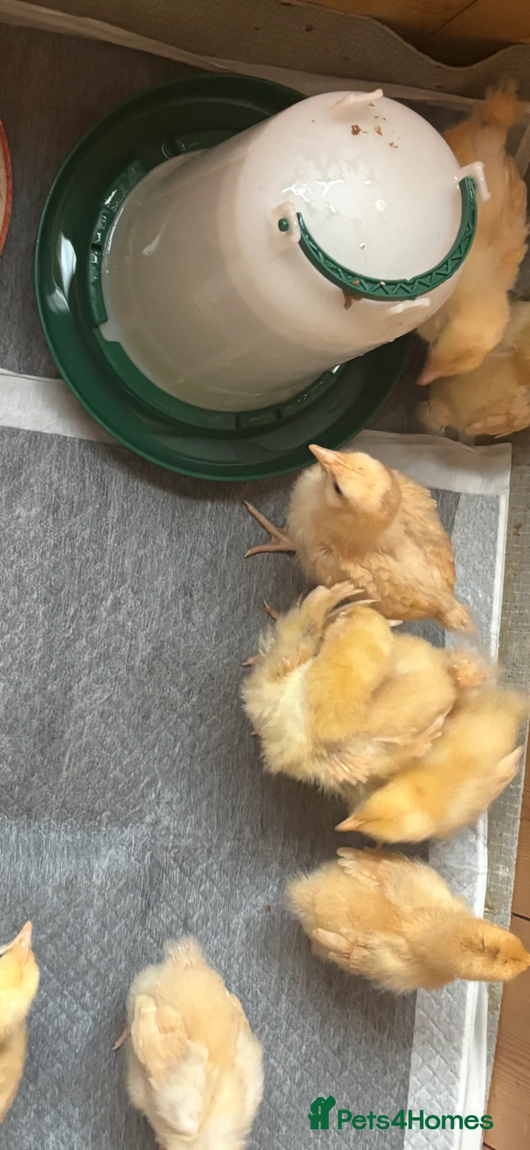 Chickens poultry for sale: Buff orpington day old chicks from quality birds  - Advert 1