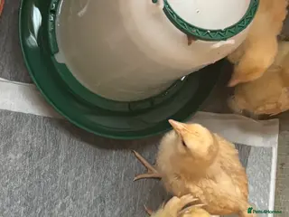 Chickens poultry for sale: Buff orpington day old chicks from quality birds - Advert 4