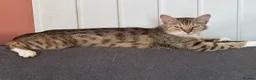 Ragdoll cats for sale: Ragdoll X Bengal kittens  - Advert 18
