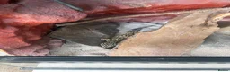 Leopard Gecko reptiles for sale: leopard geckos 1male/1female with exoterra viv in March - Advert 15