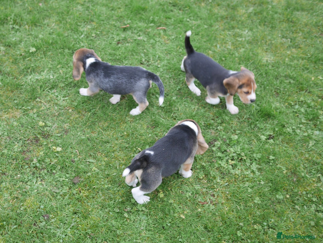 Beagle dogs for sale: Quality Health Tested Beagle Puppies - Advert 13