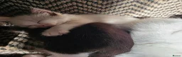 Maine Coon cats for sale: Poly litter of mainecoon/ragdoll - Advert 7