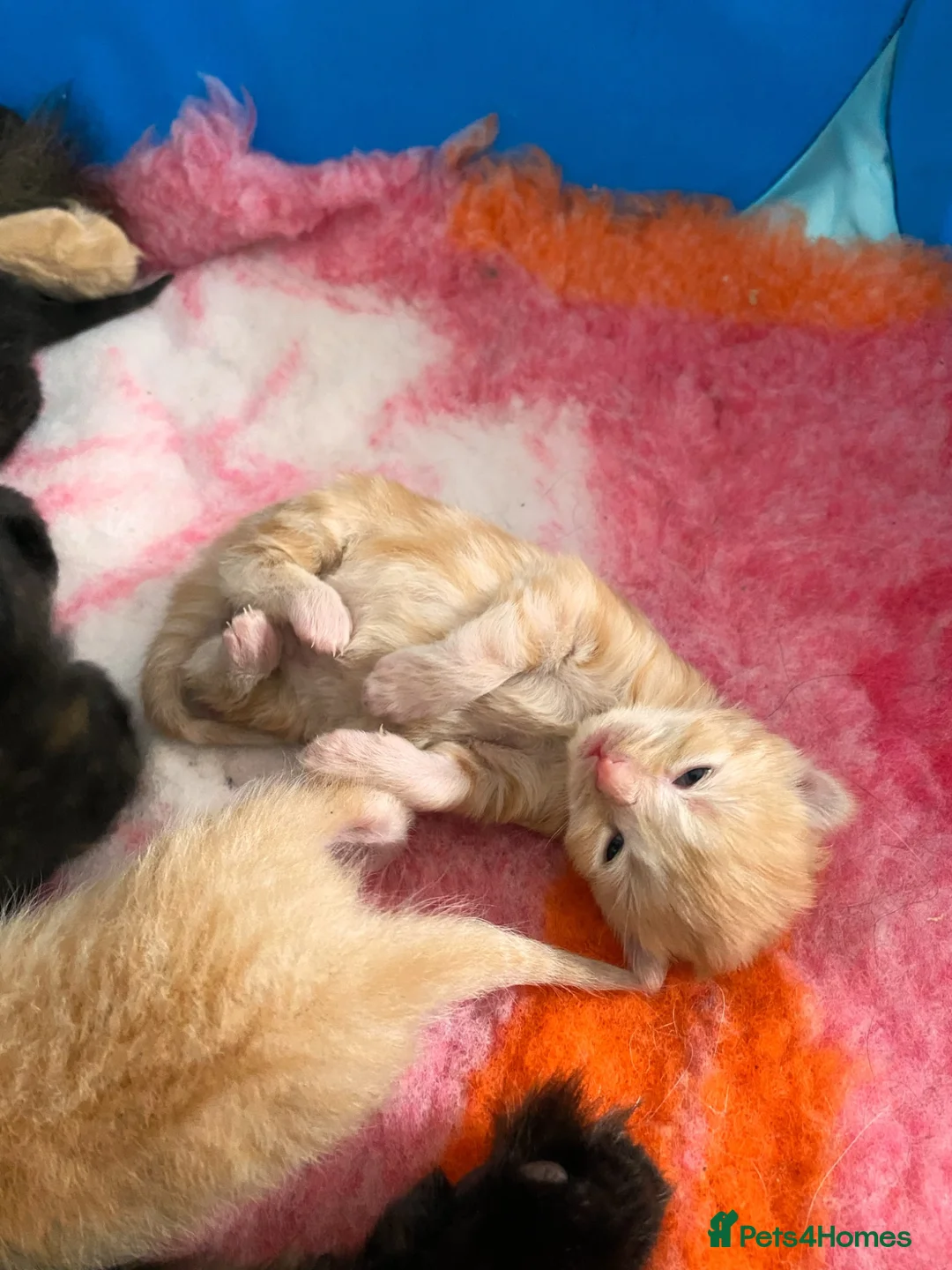 Maine Coon cats for sale: 5 mainecoon mix kittens  - Advert 9