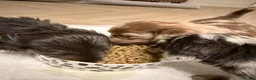 Miniature Dachshund dogs for sale: Male longhair mini dachshund blue&tan  - Advert 9
