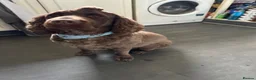 Cocker Spaniel dogs for sale: 6 year old chocolate cocker spaniel  - Advert 1