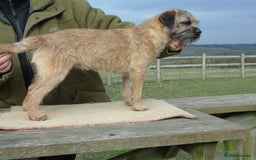 Border Terrier dogs for stud: kc proven border terriers slem clear for stud in Belper - Image 1