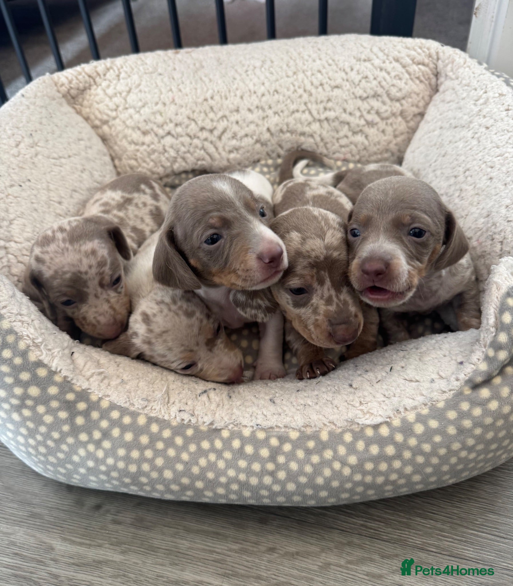 Miniature Dachshund dogs Smooth haired miniature dachshund puppies - Advert 1