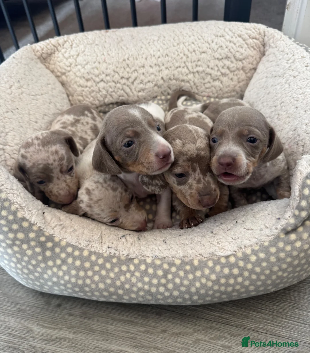 Miniature Dachshund dogs for sale: Smooth haired miniature dachshund puppies in Poulton-le-Fylde - Advert 1