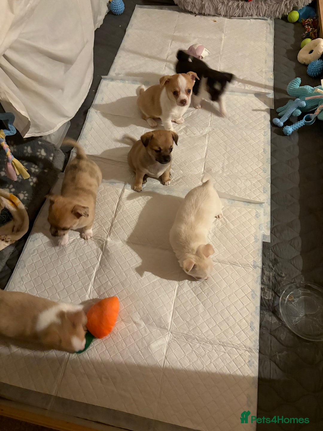 Chihuahua dogs for sale: Puppy’s  - Advert 16