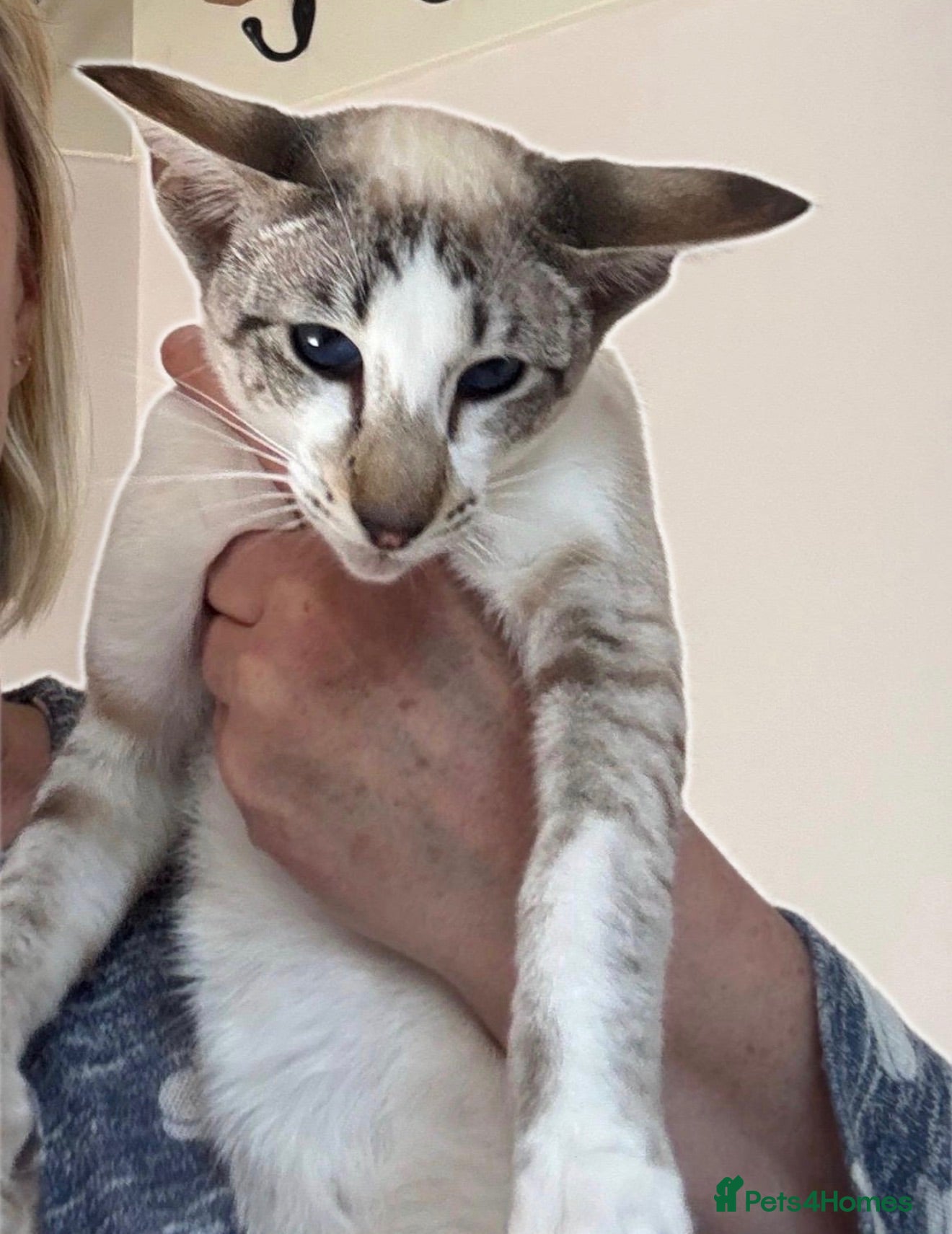 Oriental cats Oriental 3 year old girl for rehome - Advert 2