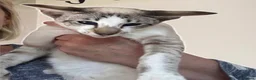 Oriental cats for sale: Oriental 3 year old girl for rehome - Advert 1