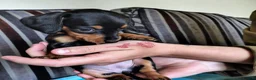 Miniature Dachshund dogs for sale: Mini Dachshund Puppies x 3  - Advert 5