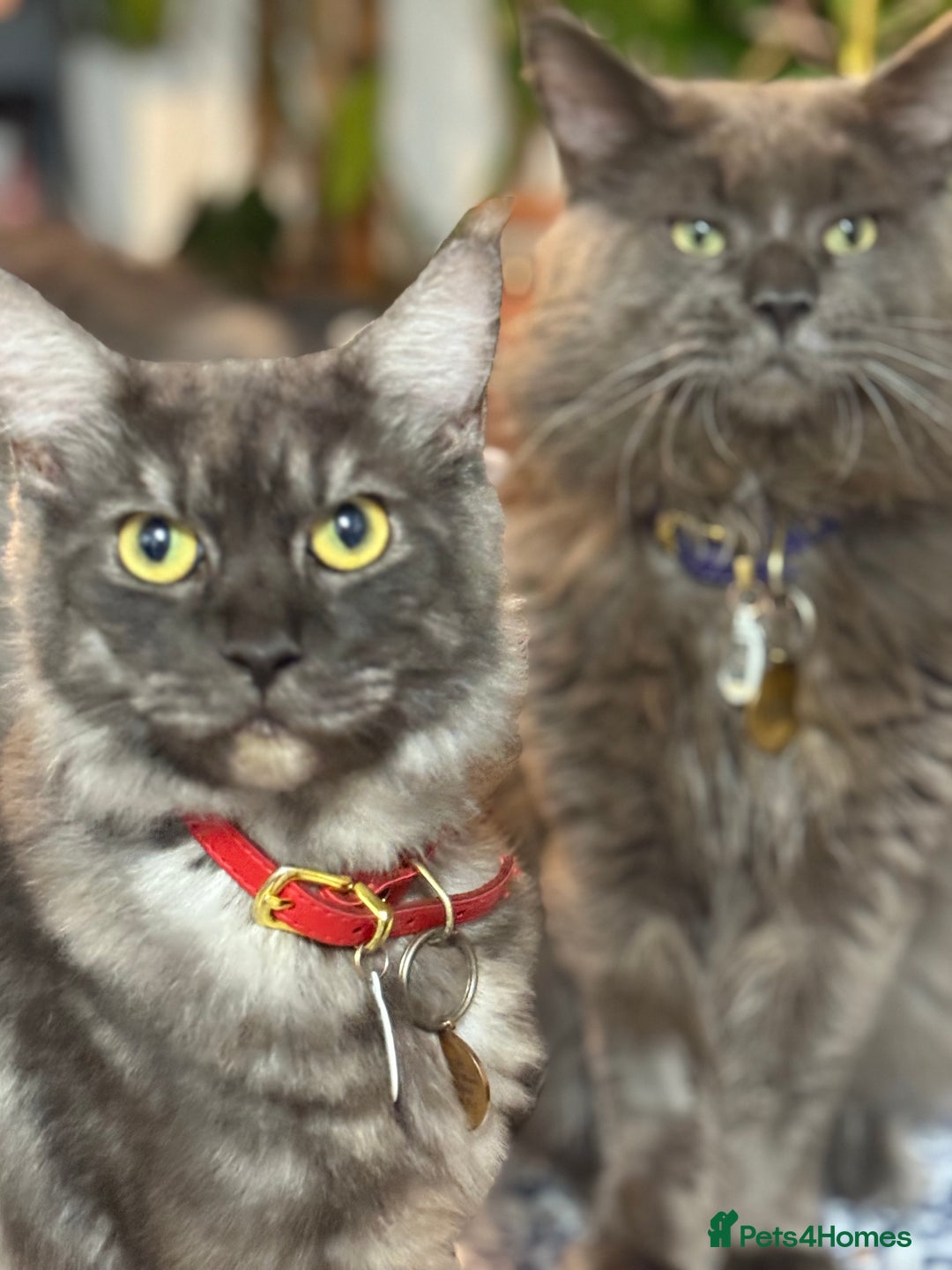 Maine Coon cats for sale: 4 pure bred Maine Coon kittens - Advert 2