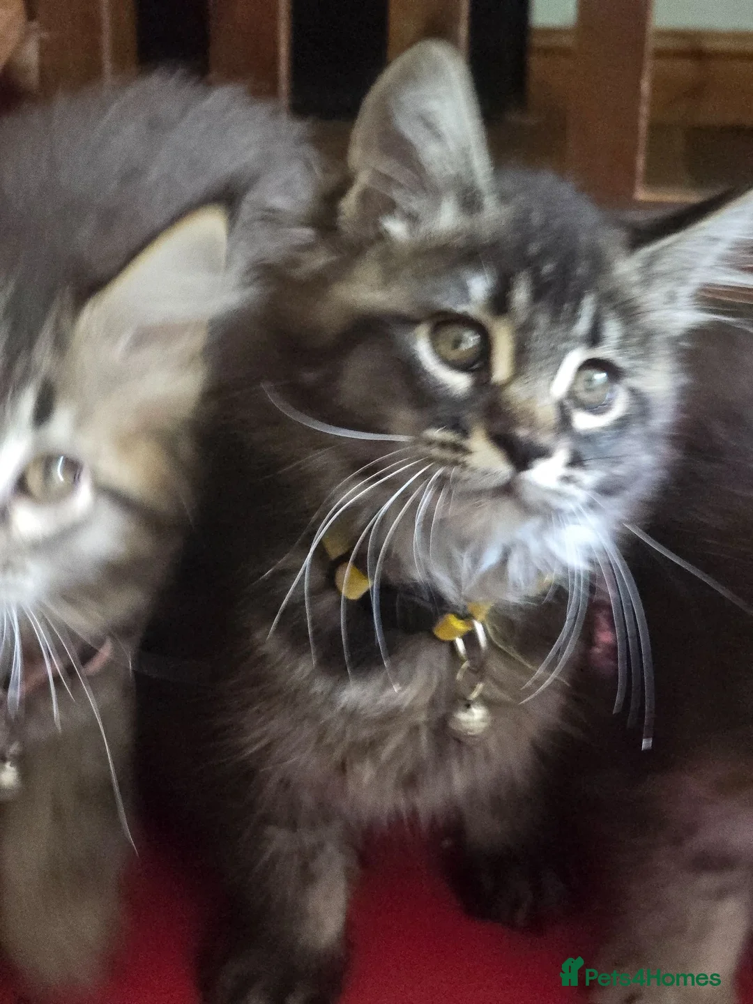 Maine Coon cats for sale: Big Strong Maine Coon Kittens - Advert 36