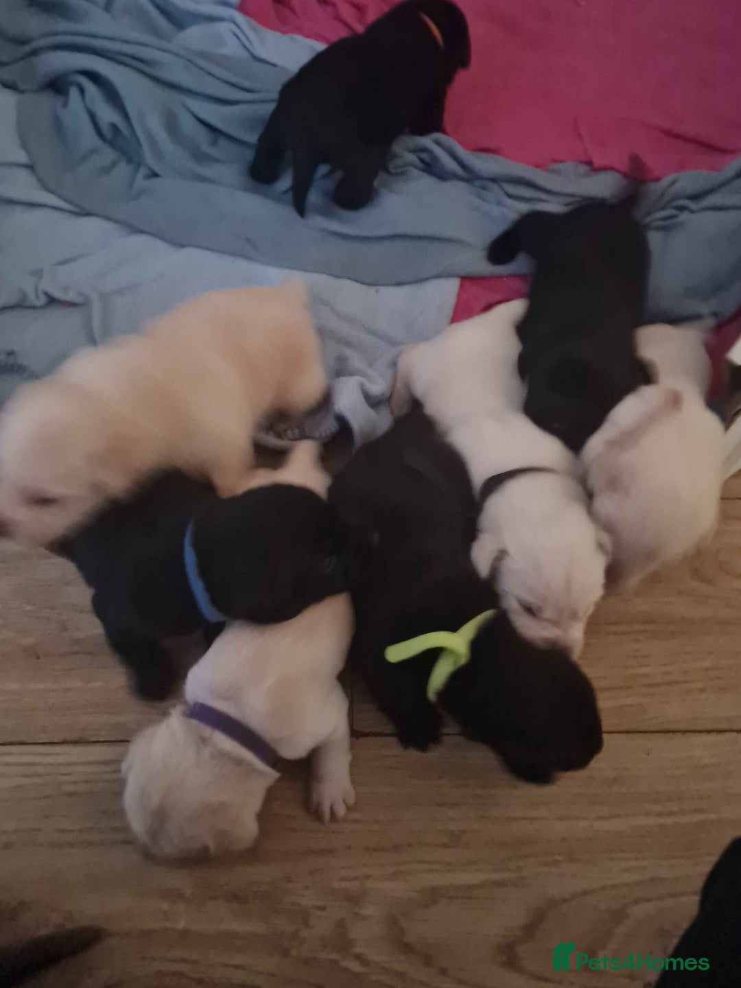 Labrador Retriever dogs for sale: Beautiful Golden and Black Labs - Advert 4