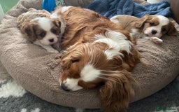 Cavalier King Charles Spaniel dogs for sale: KC Reg. BOYS DNA clear and Health Tested Parens - Image 10