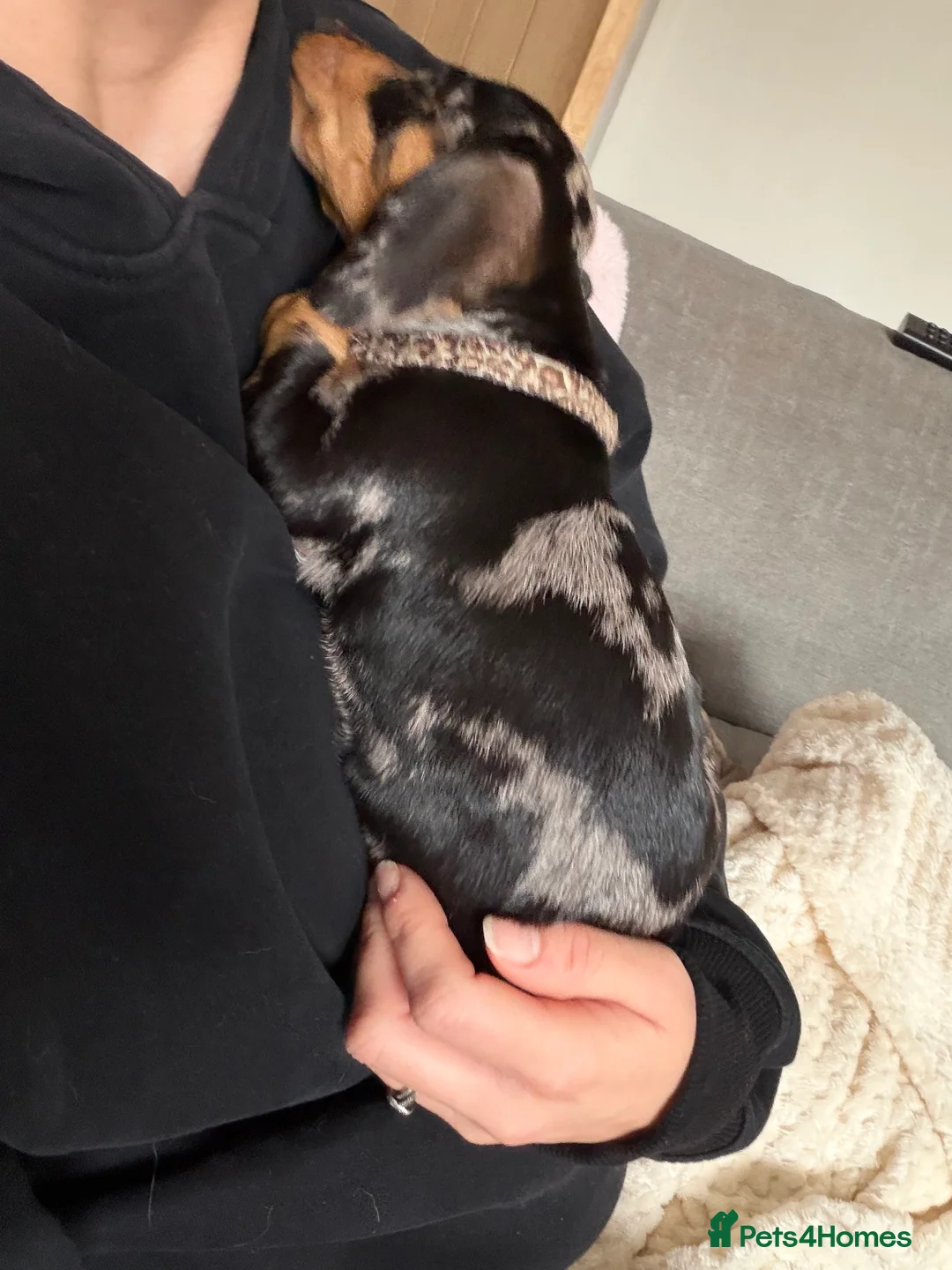 Miniature Dachshund dogs for sale: 🌼 Daisy 🌼  - Advert 8