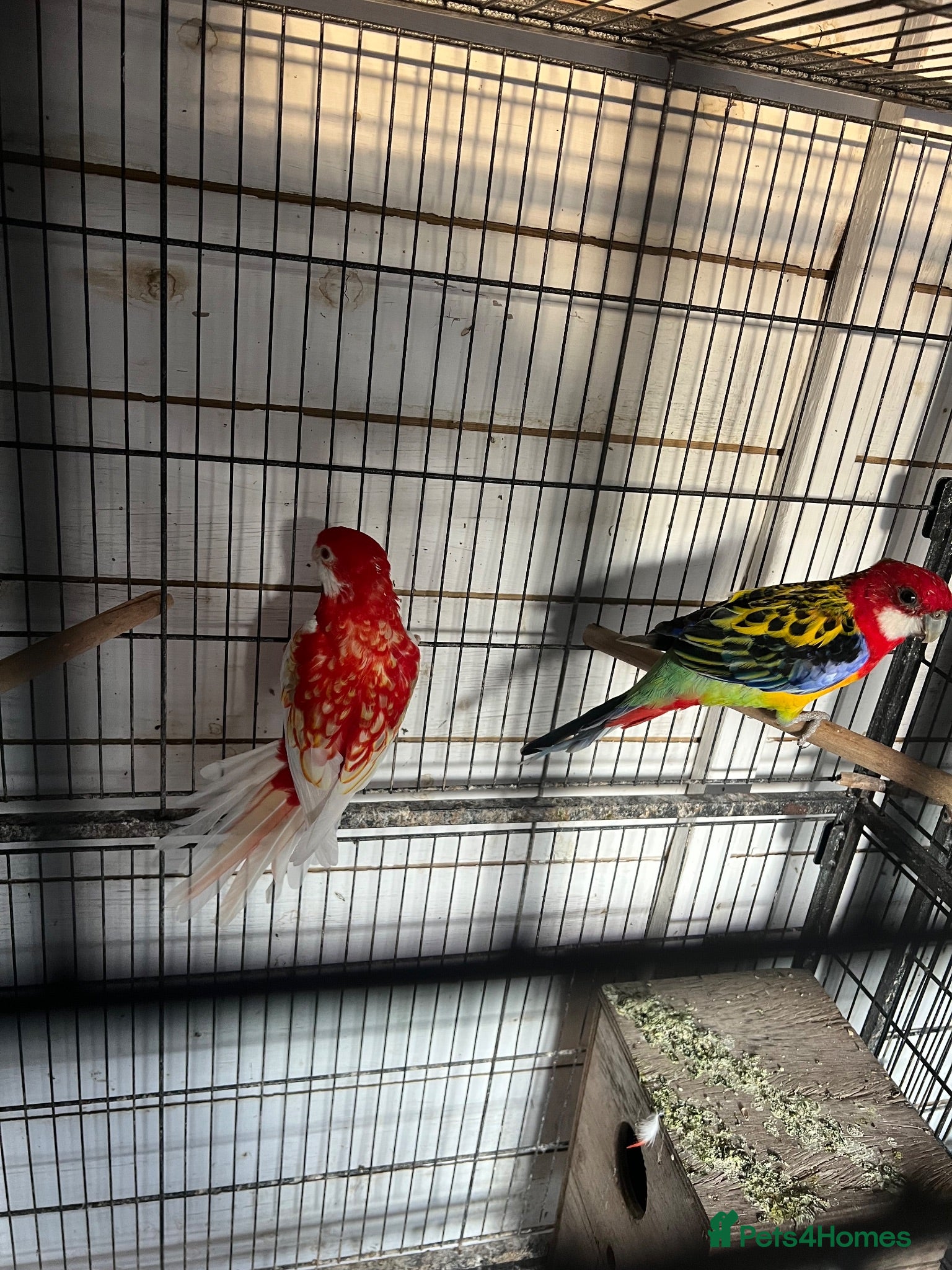Parrots birds Rosella - Advert 8