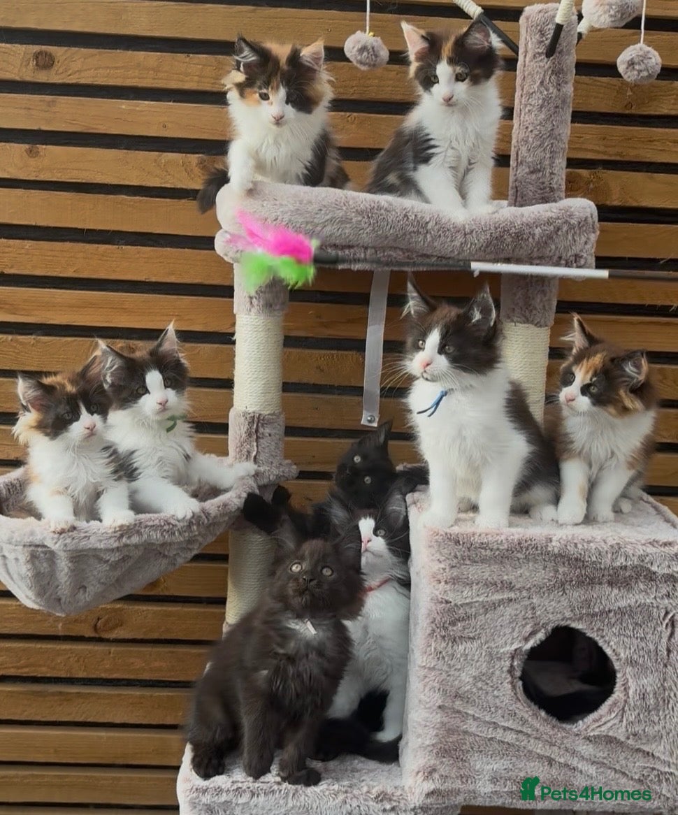 Maine Coon cats Outstanding GCCF Registered Maine Coon Kittens 🐾  - Advert 1