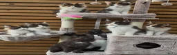 Maine Coon cats for sale: Outstanding GCCF Registered Maine Coon Kittens 🐾  - Advert 1