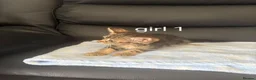 Mixed Breed cats for sale: Gorgeous ragdoll/sphynx X bengal kittens  in Washington - Advert 4