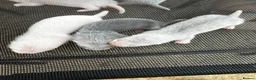 Ferret rodents for sale: Stunning baby ferrets for sale  - Advert 1