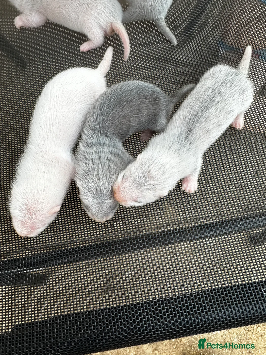Ferret rodents for sale: Stunning baby ferrets for sale  - Advert 1