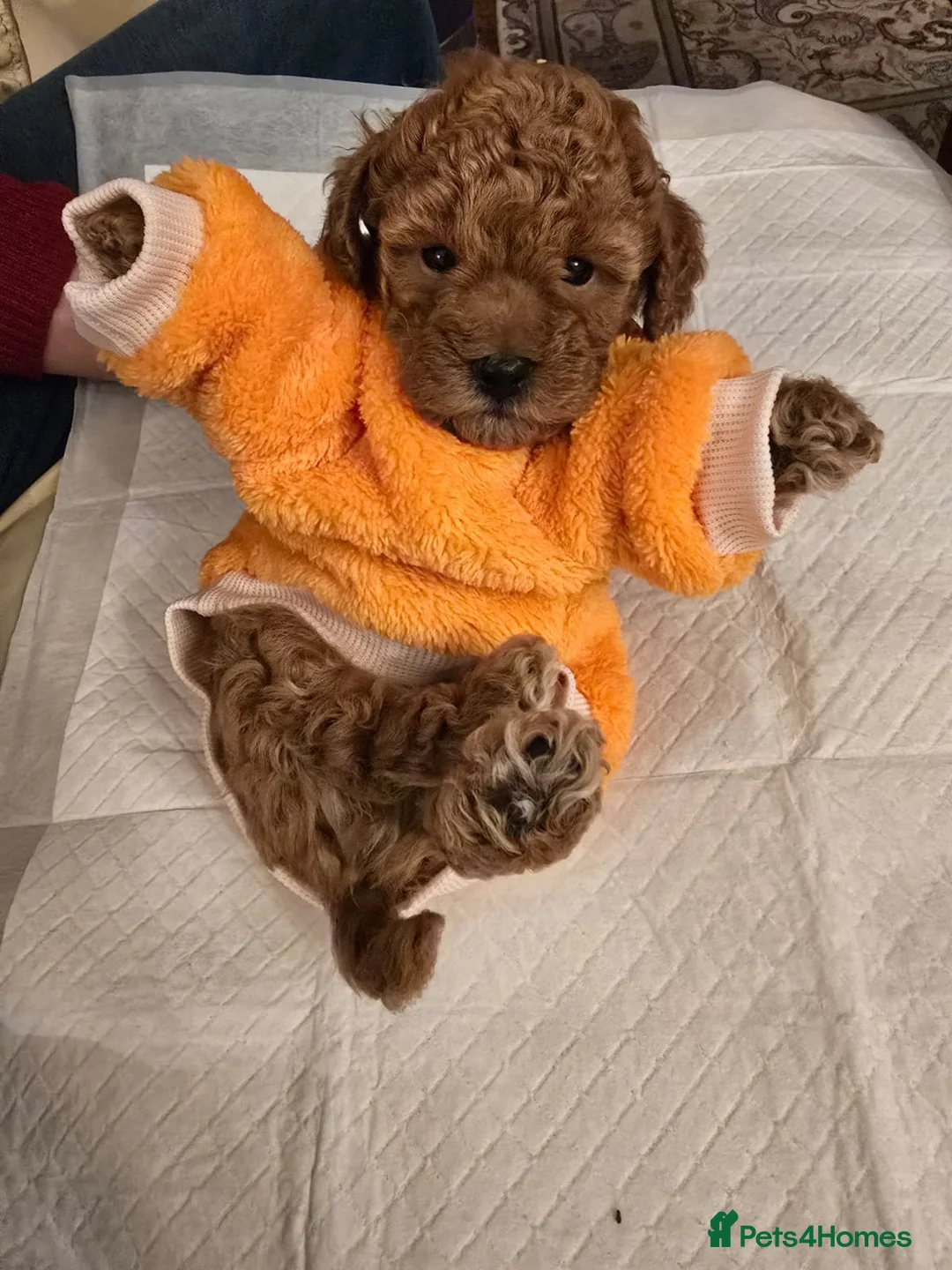 Poodle dogs for sale: Toy Poodle  - Advert 3