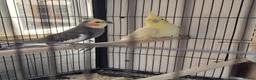 Cockatiels birds for sale: Cockatiel Birds for Sale - Advert 1
