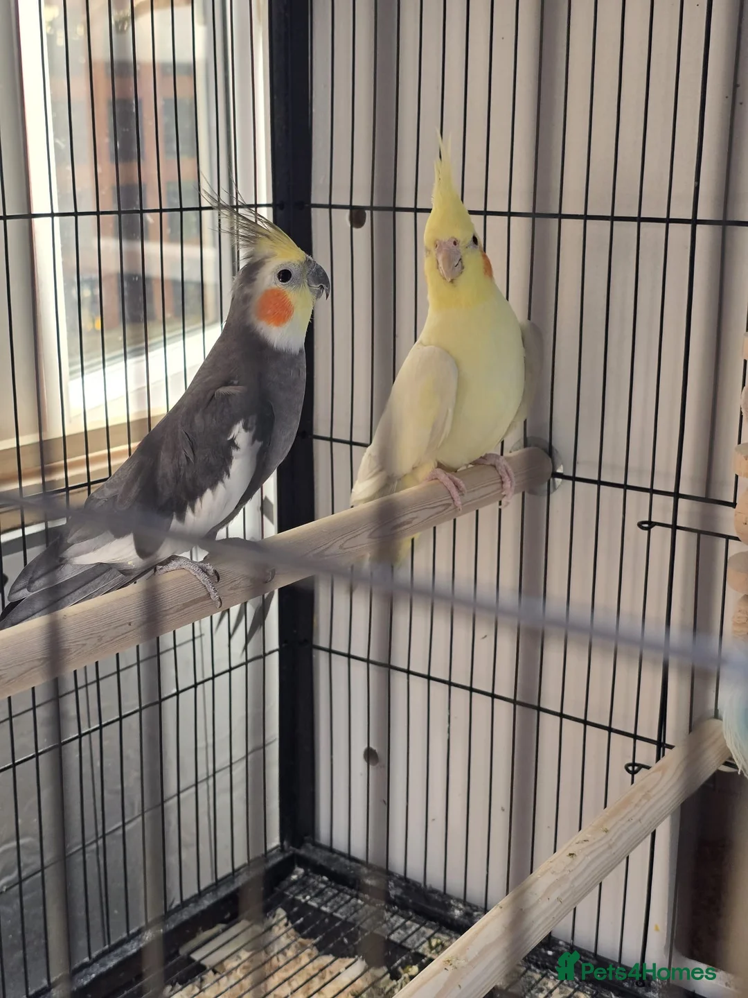 Cockatiels birds for sale: Cockatiel Birds for Sale - Advert 1