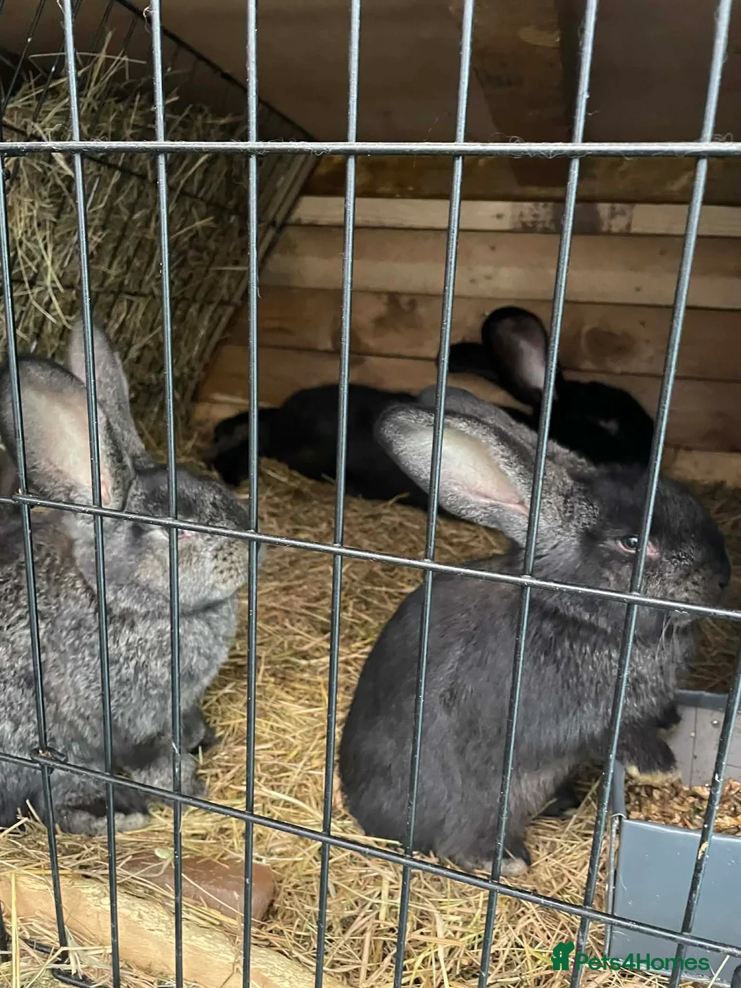 Continental Giant rabbits for sale: German Continental Giants Rabbits  - Advert 2