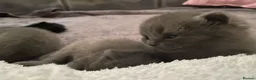 British Shorthair cats for sale: Amazing Pedigree British Shorthair Kittens  - Advert 17