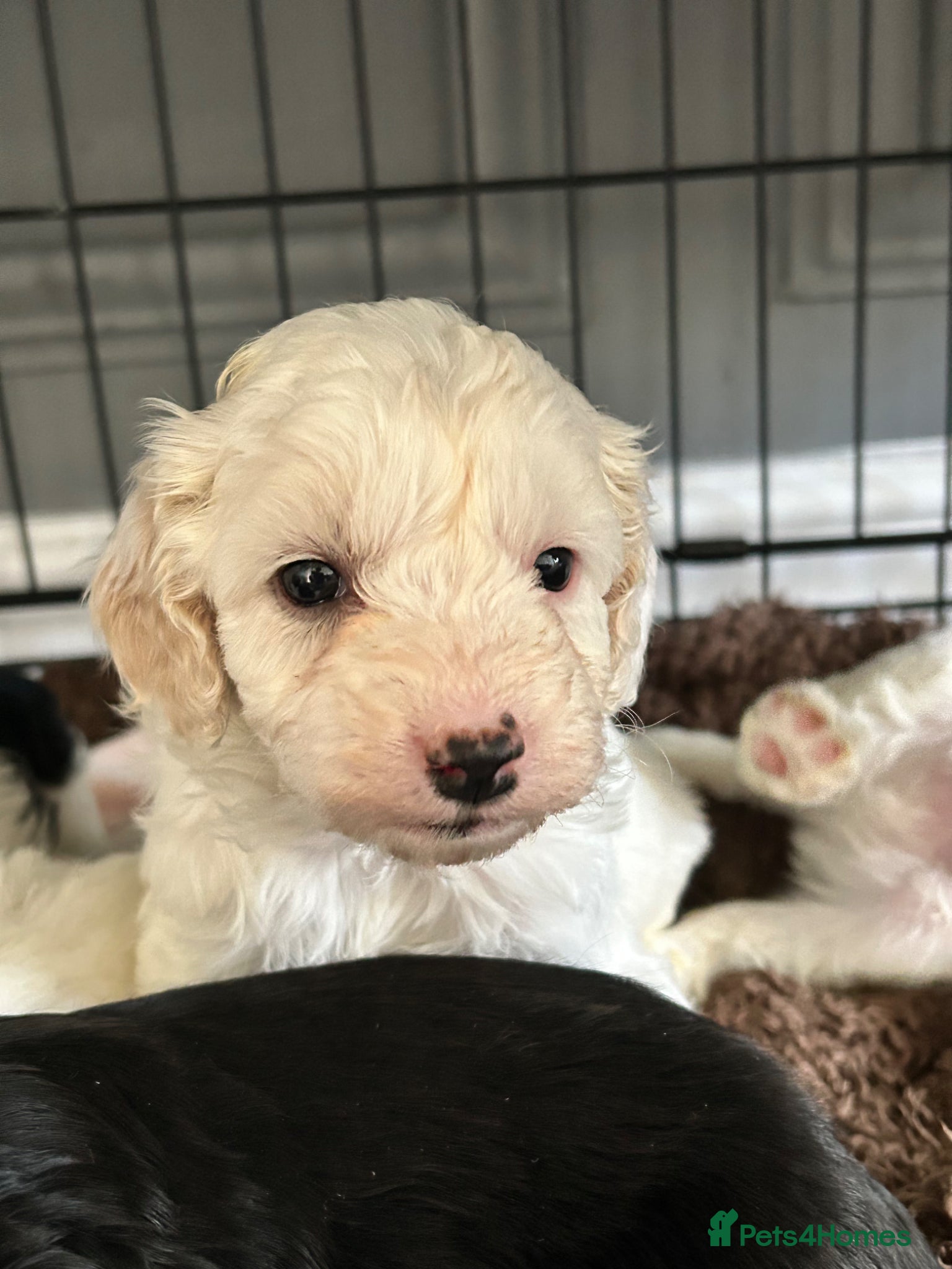 Mixed Breed dogs STUNNING SHIHPOO X SPROODLE PUPPIES - Advert 1