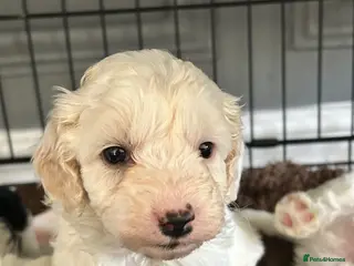 Mixed Breed dogs STUNNING SHIHPOO X SPROODLE PUPPIES - Advert 1