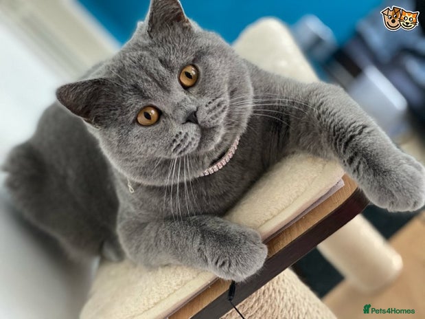 Scottish Fold cats Scottish straight for stud duties in Derby - Advert 2