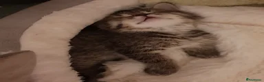 Zumi