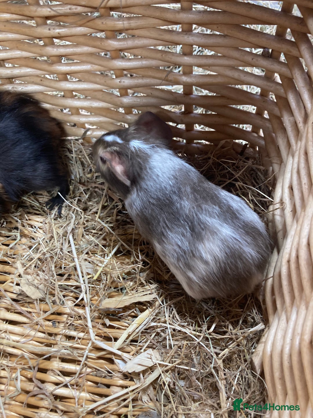 Guinea Pig rodents for sale: Lots of lovely baby guinea pigs - Image 5
